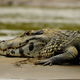 Illustration for article titled Sunday Crocodilian - Melanosuchus niger Edition